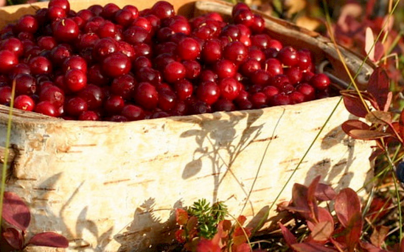 Inari -Berry & mushroom picking tour 2025